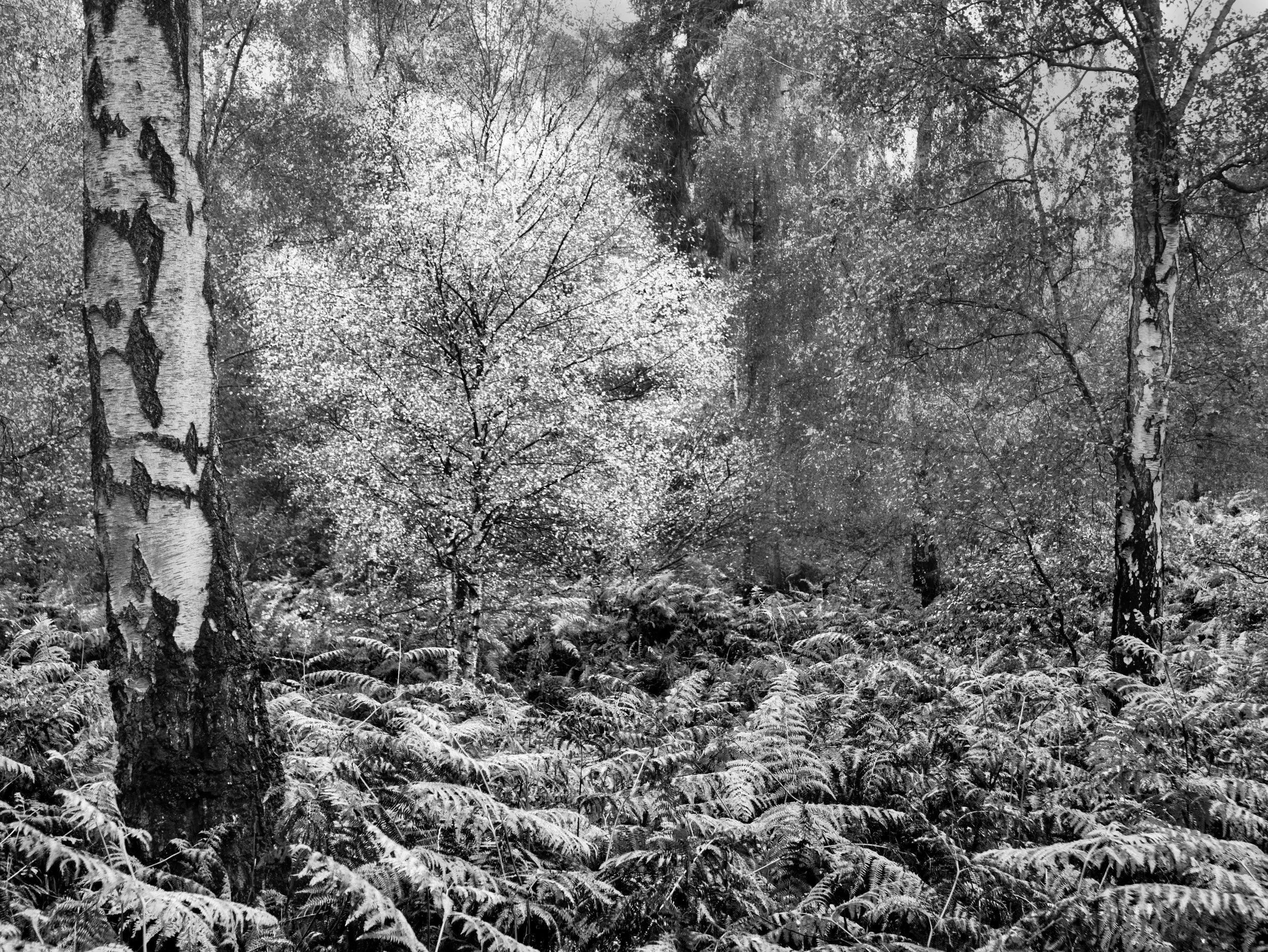 Autumn woodland in Buckinghamshire showing layers of foliage and texture in black and white