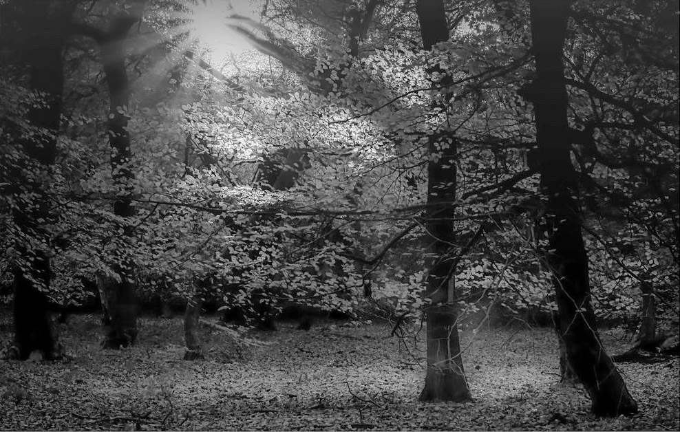 Autumn woodland photographed in black and white with light filtering through the trees