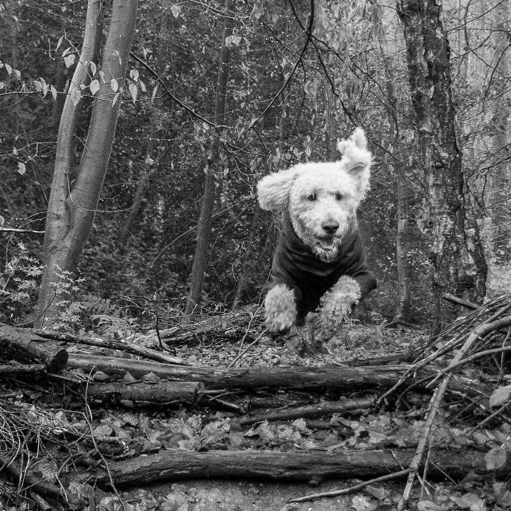 Elvis the Goldendoodle jumping over fallen branches during an autumn woodland walk