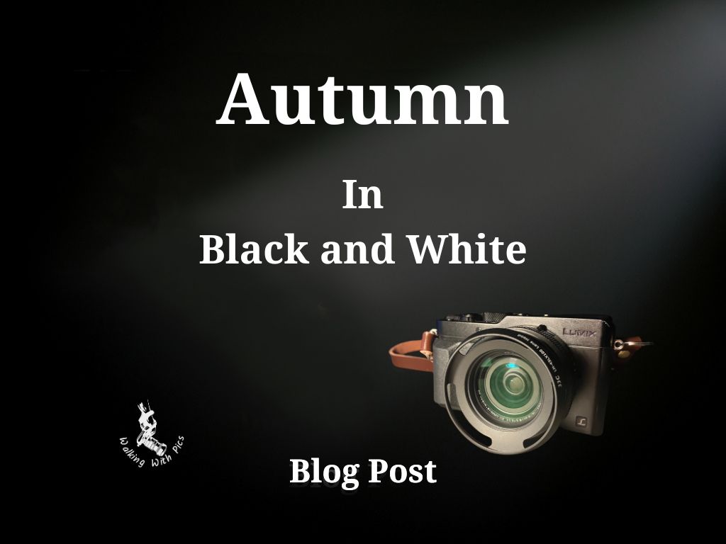 Autumn in Black and White