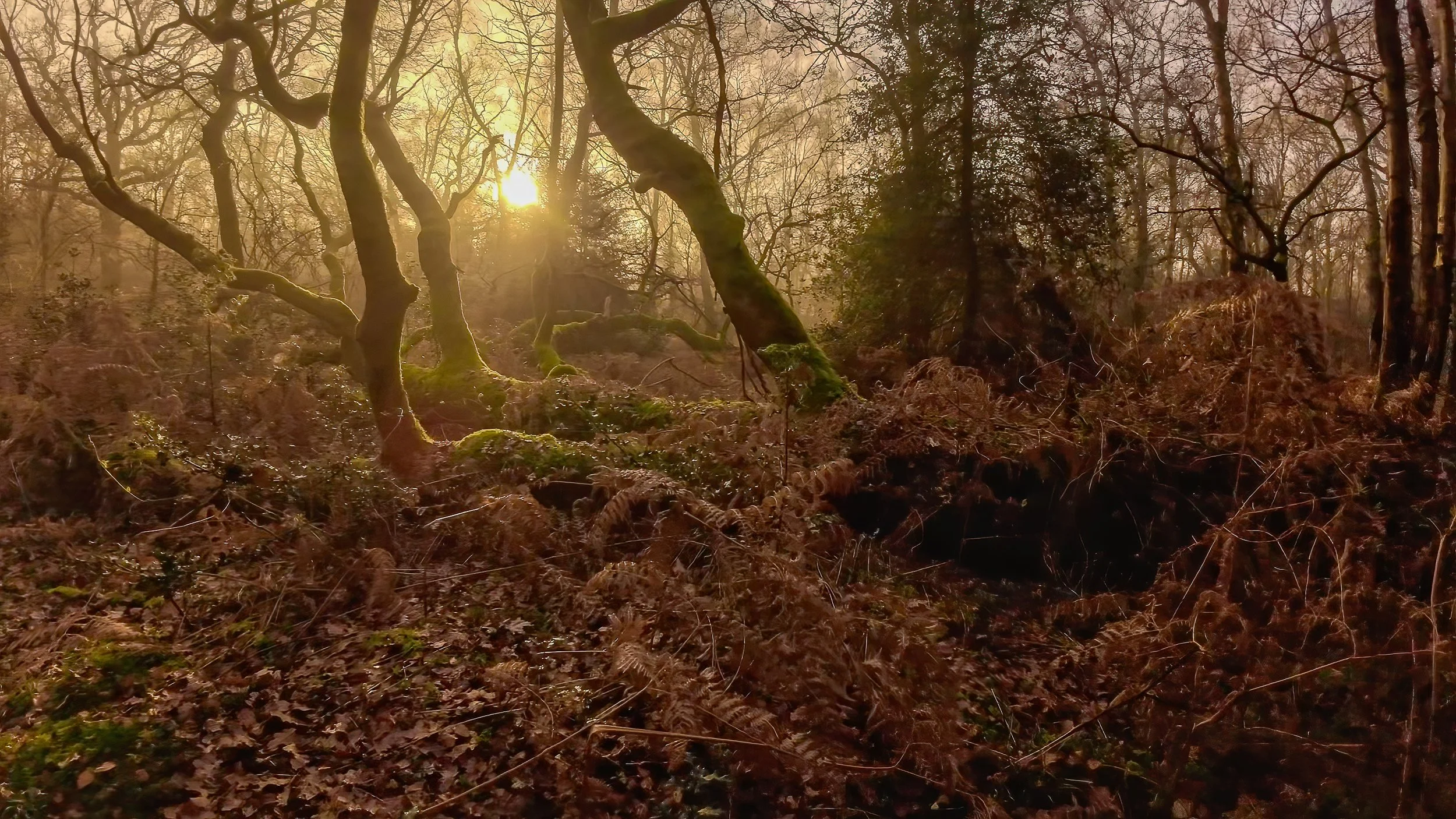 Hodgemoor Wood in colour
