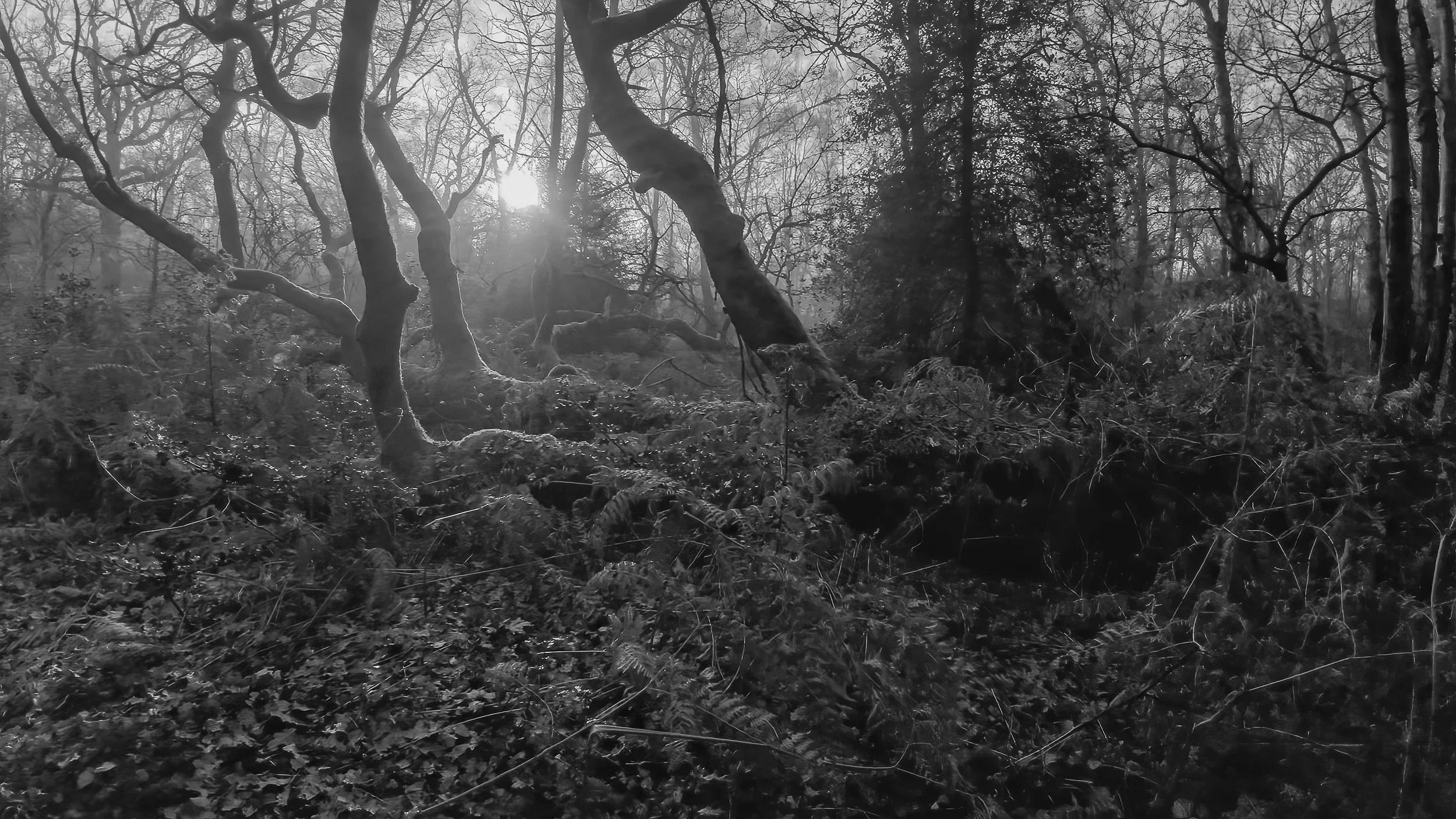 Hodgemoor Wood in black and white