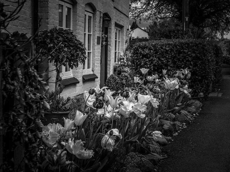 Period cottage and garden in Weobley, Herefordshire photographed in black and white