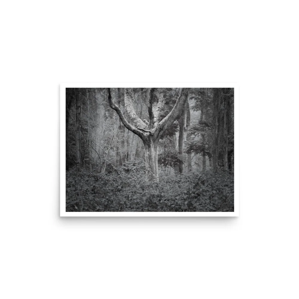 The Ancient Guardian — Park Wood, Marlow – B&W Art Print
