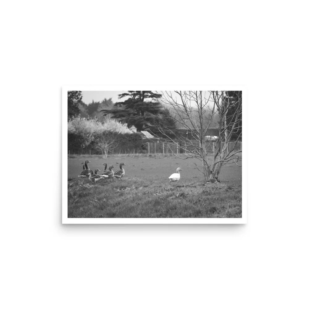 Geese near Marlow, Chiltern Hills – B&W Art Print