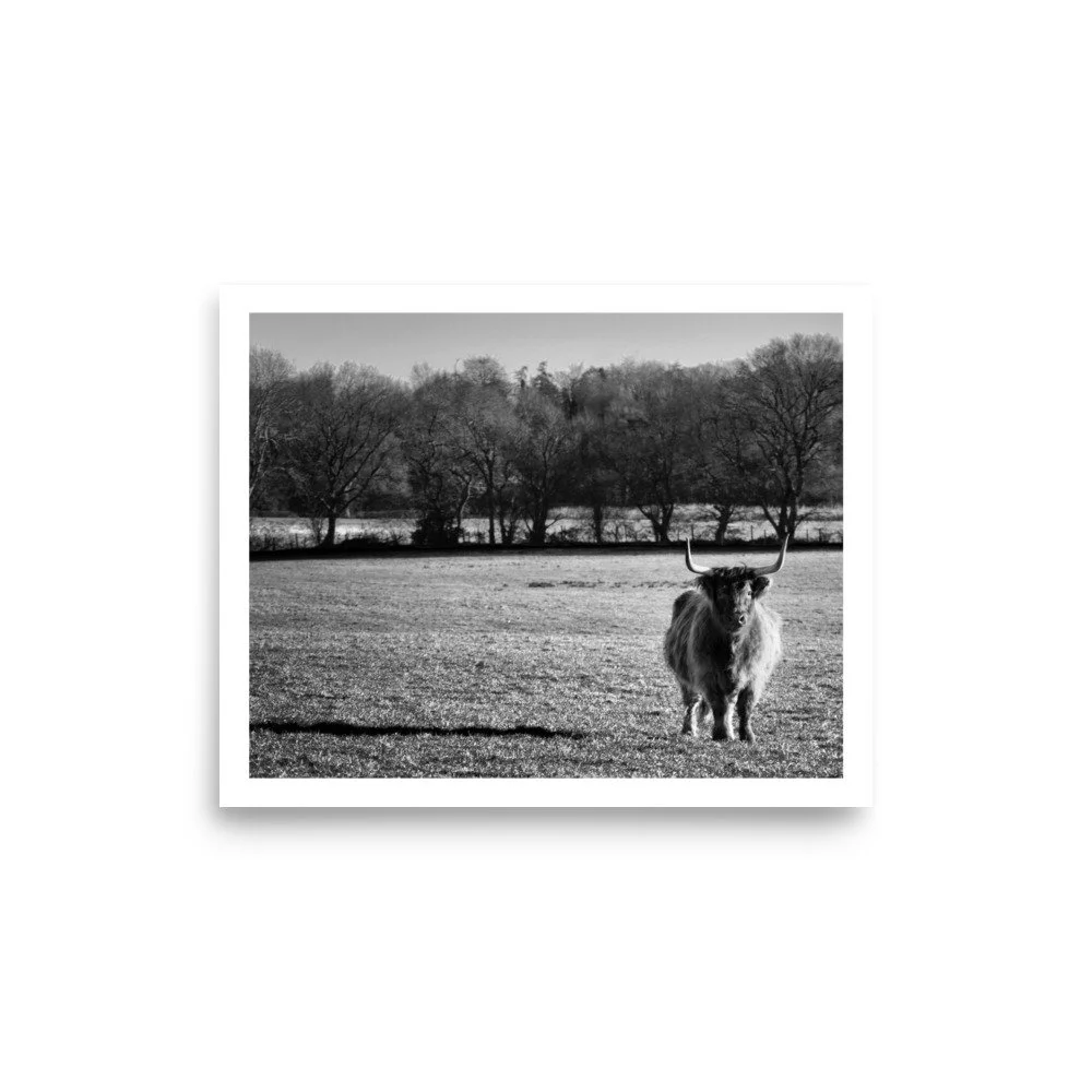 Highland Cow in the Chilterns – B&W Art Print