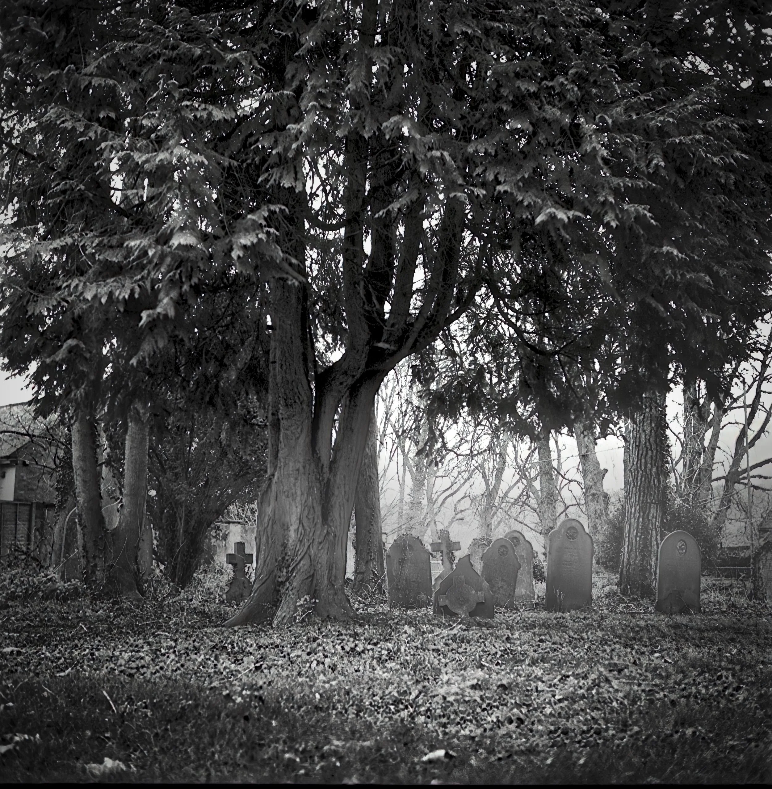 Misty historic graveyard beneath mature trees photographed in black and white