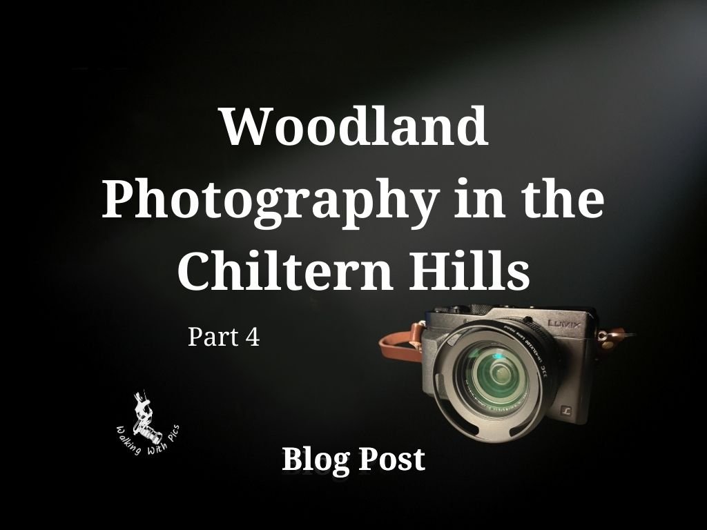 Woodland Photography in the Chiltern Hills — Part 4