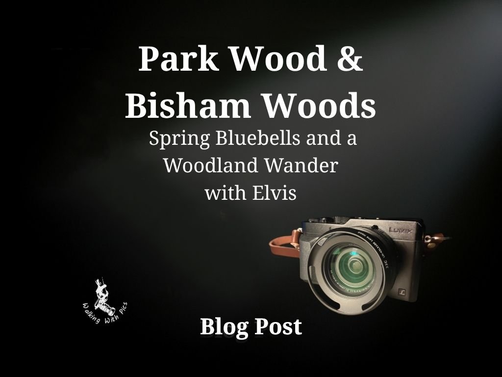 Park Wood, Bisham Woods — Spring Bluebells and a Woodland Wander with Elvis