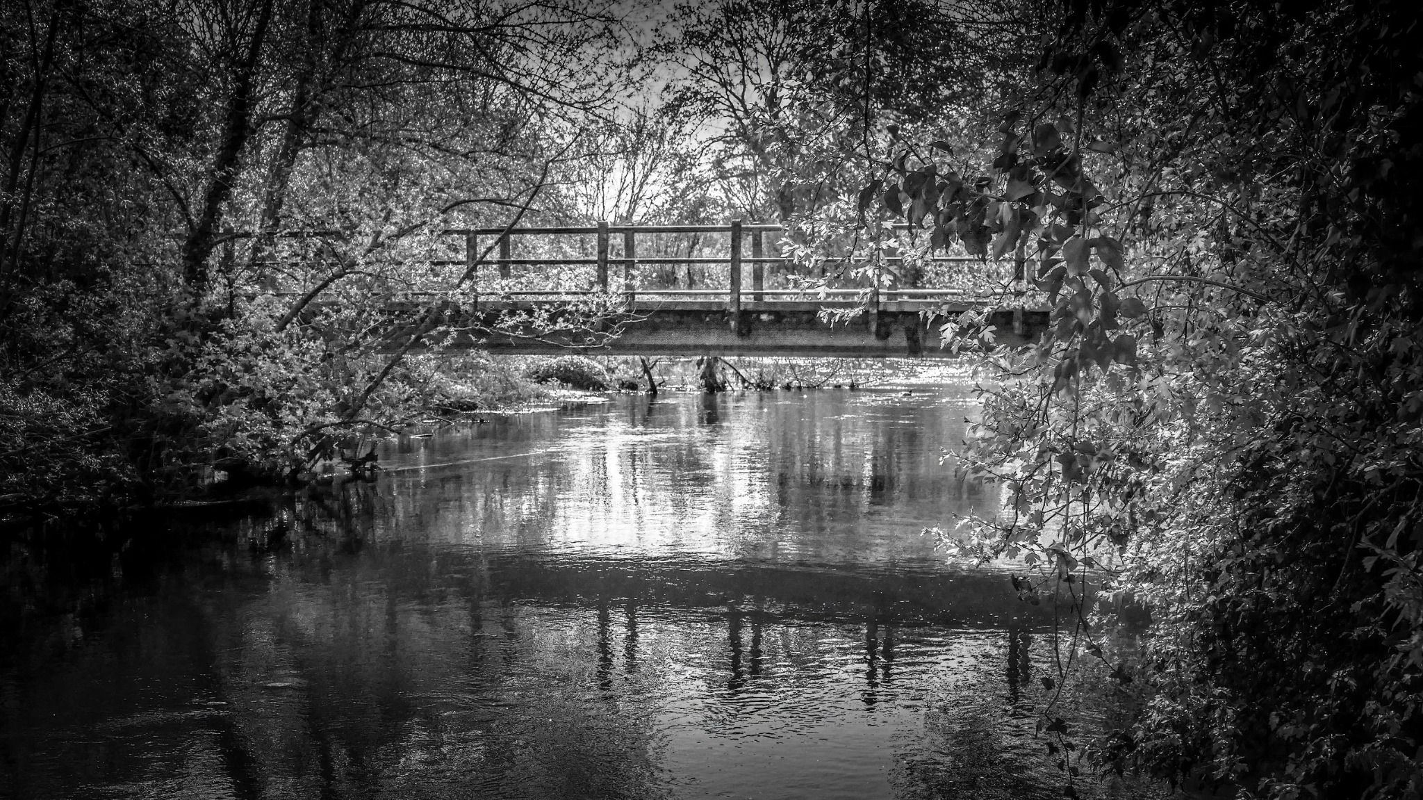 Footbridge over water framed by woodland