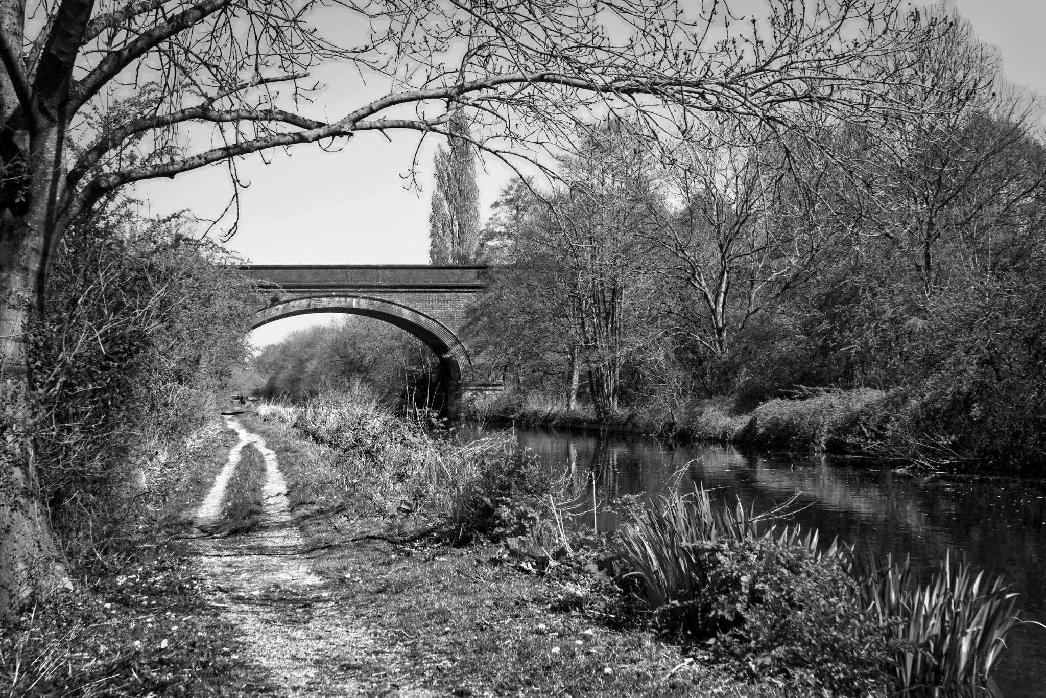 Historic stone bridge framed by a large tree