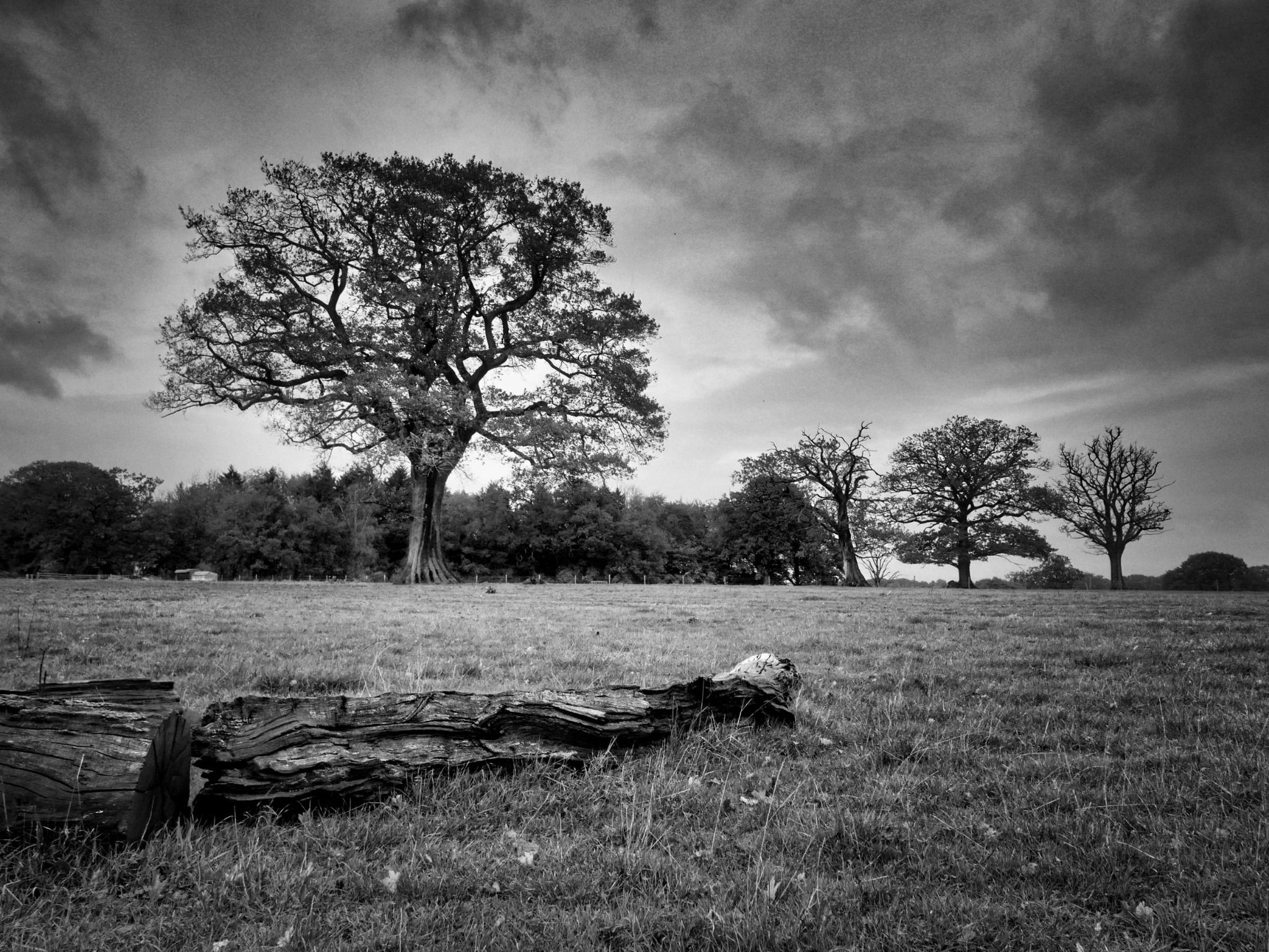 Mature trees in the Buckinghamshire countryside