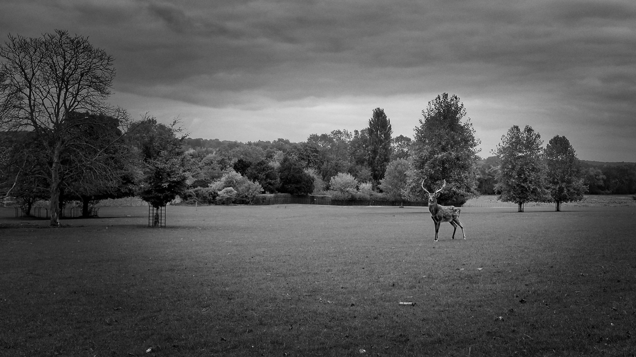Deer standing in open parkland near Hurley