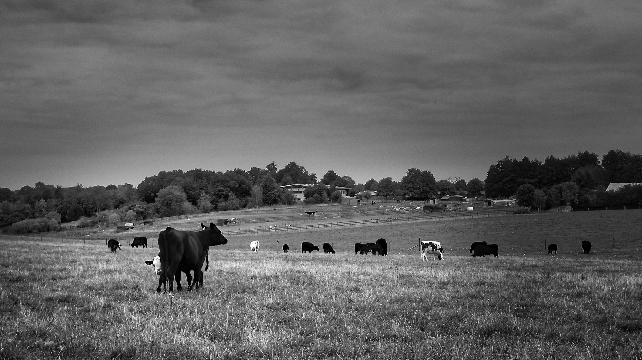 Cattle grazing in Chiltern Hills countryside