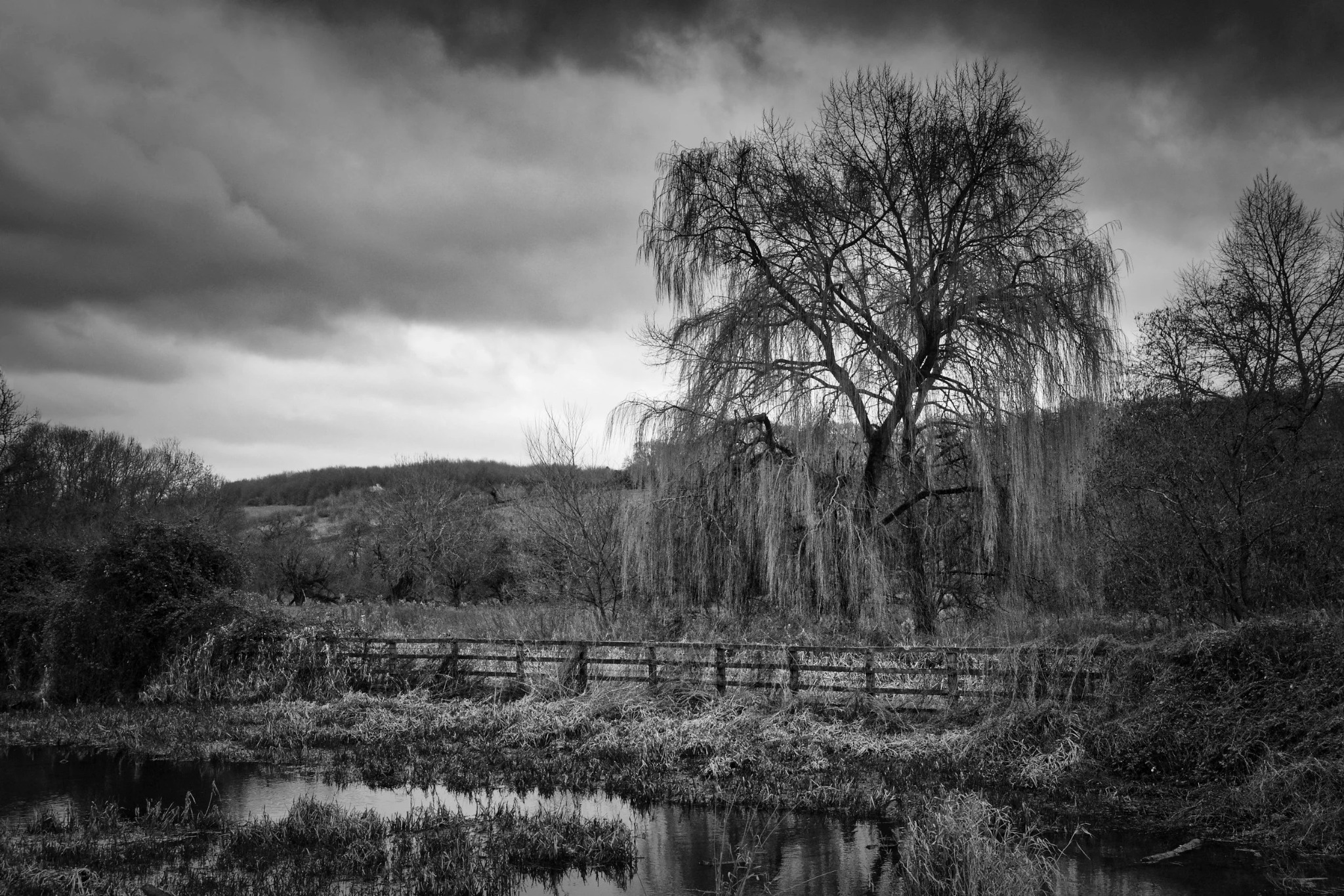 River Chess and willow tree in the Chess Valley