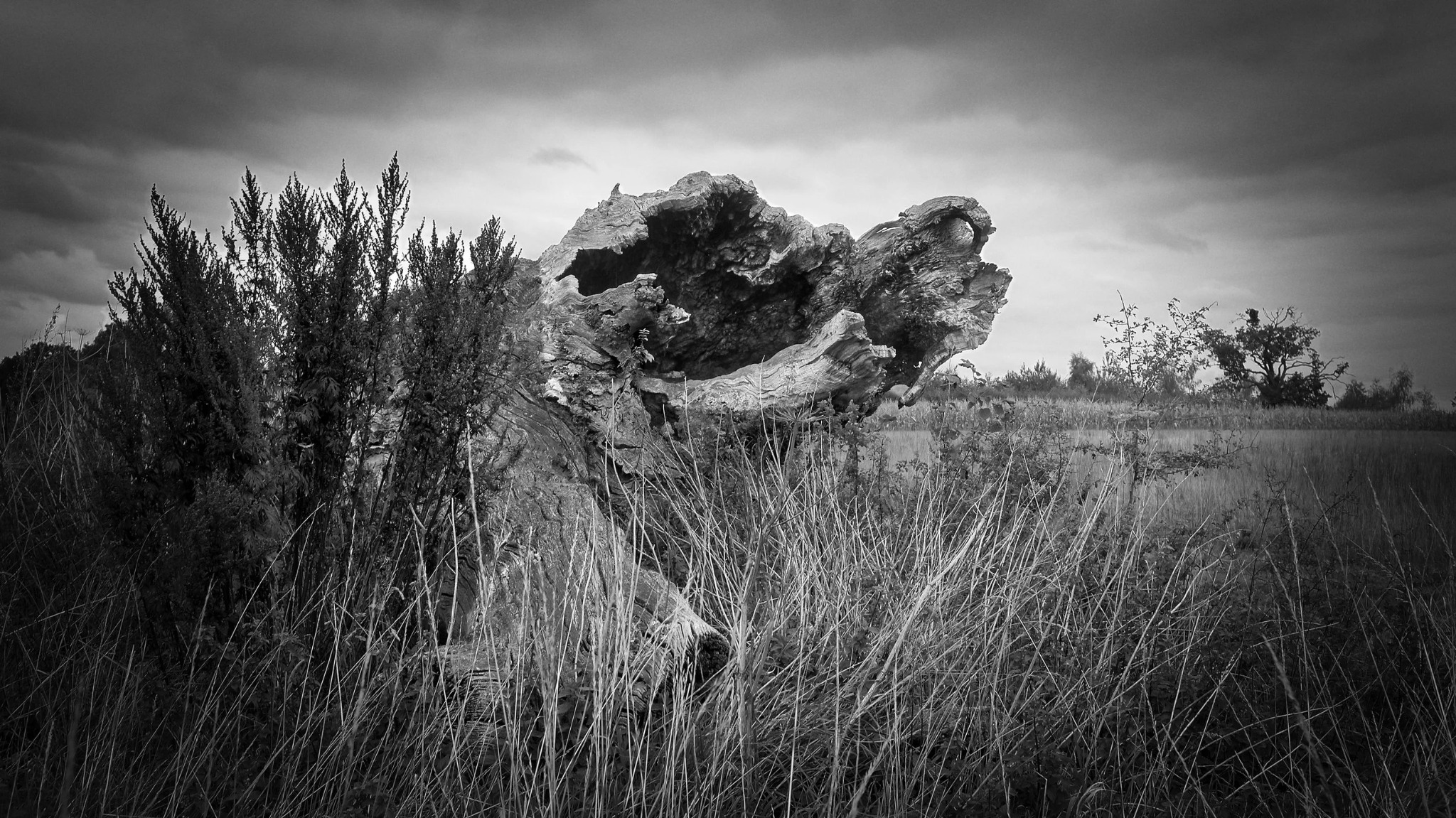 Weathered fallen tree in open Chiltern countryside