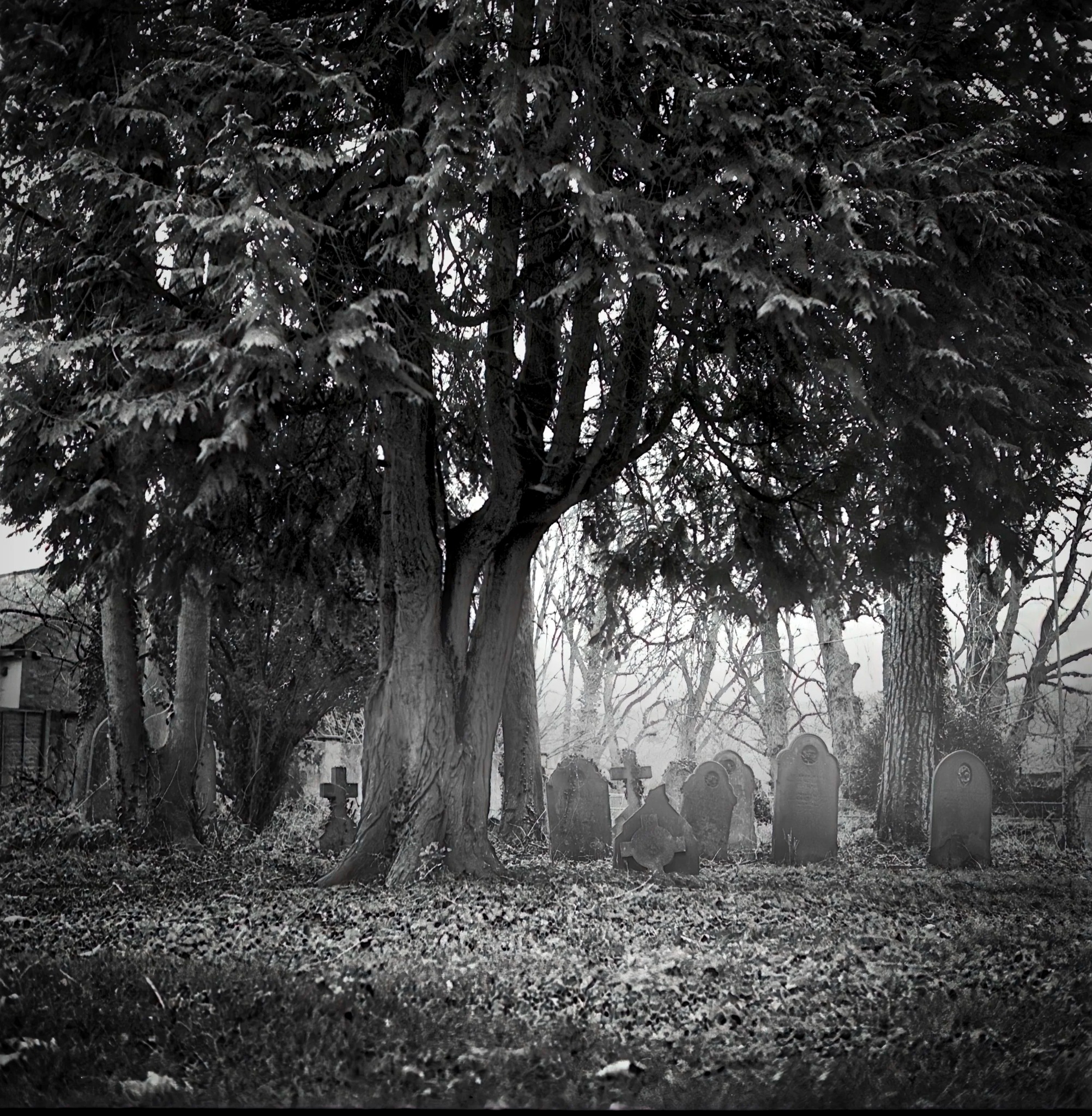 Misty graveyard beneath mature trees