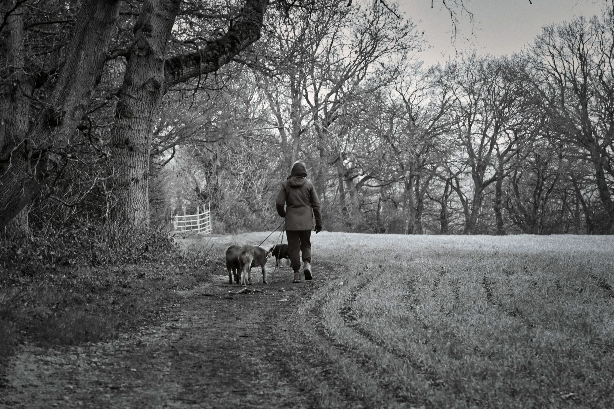 Dog walker on a country track beside a field