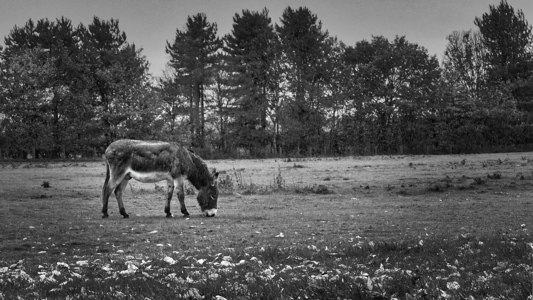 Donkey grazing in a field