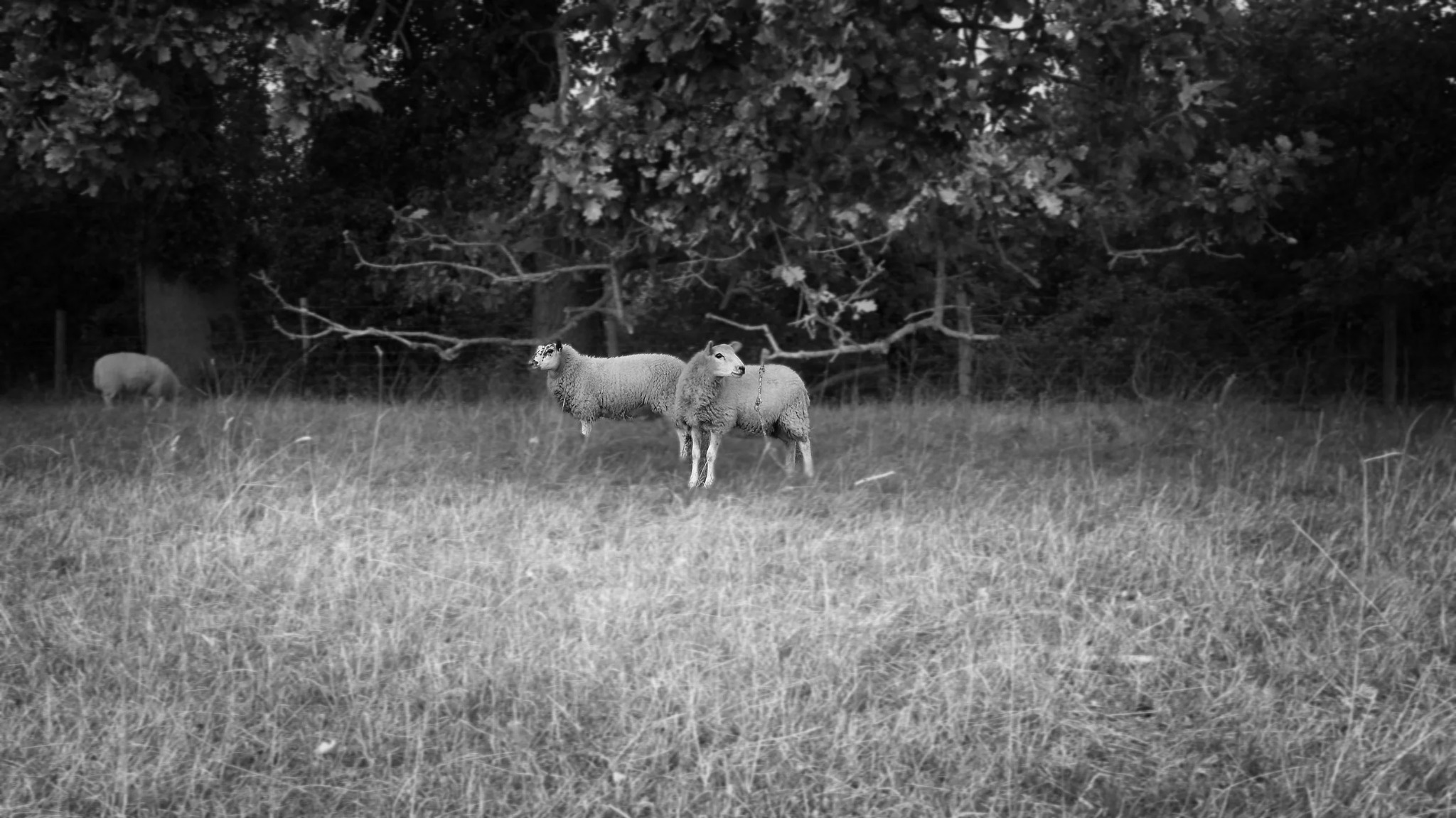 Sheep in a field near Hambleden