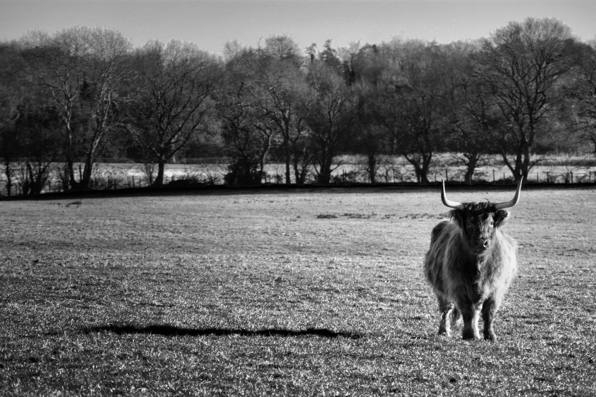 Highland cow in a Buckinghamshire field