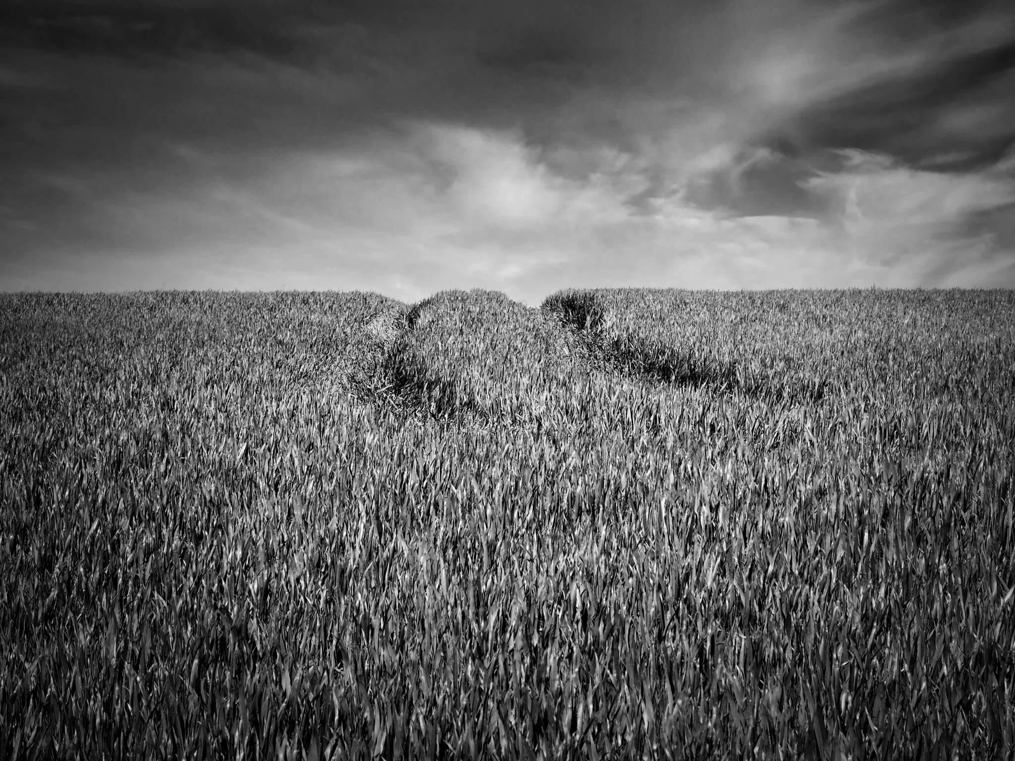 Corn field under a dramatic sky in the Chiltern Hills