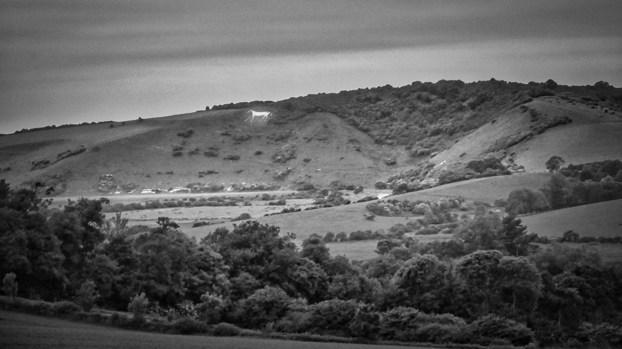 White horse on a South Downs hillside