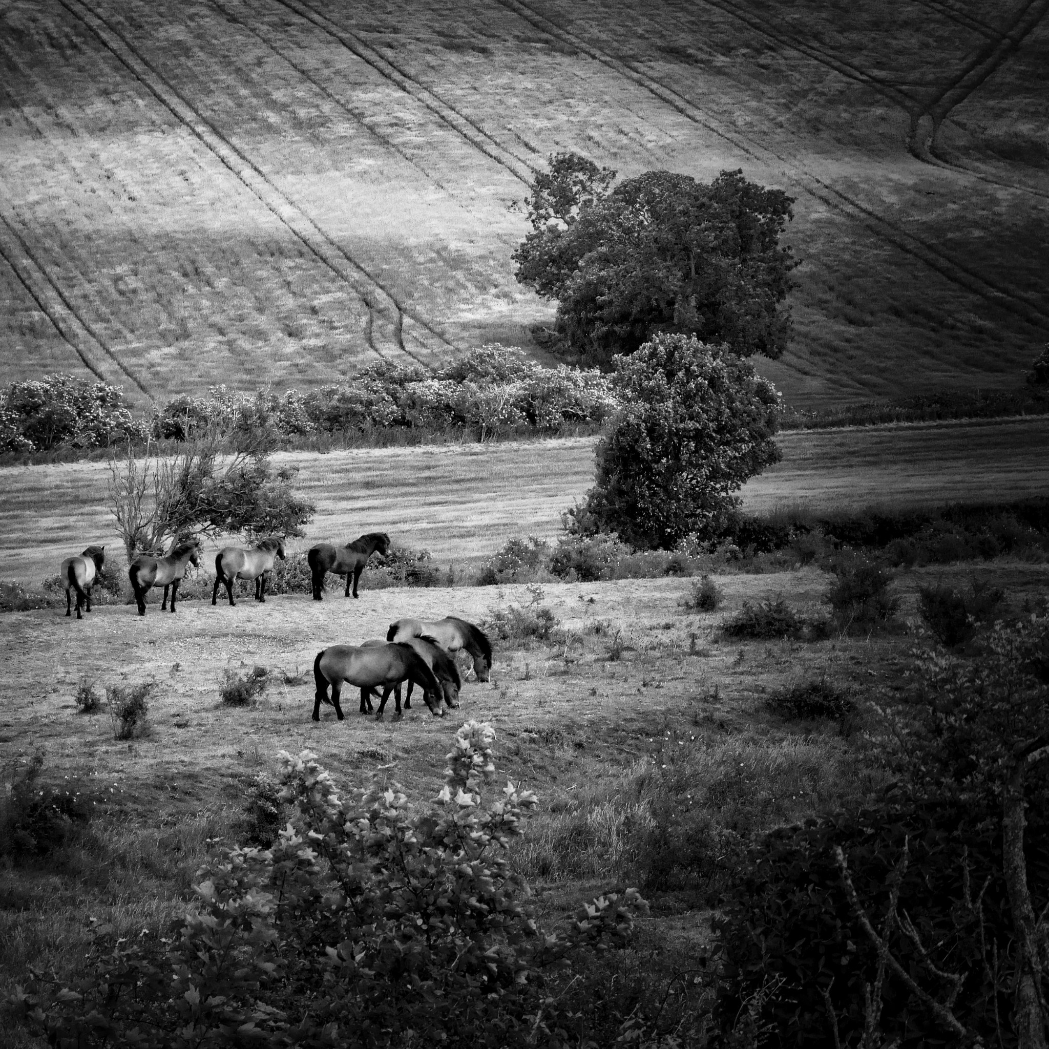 Ponies grazing in the South Downs landscape