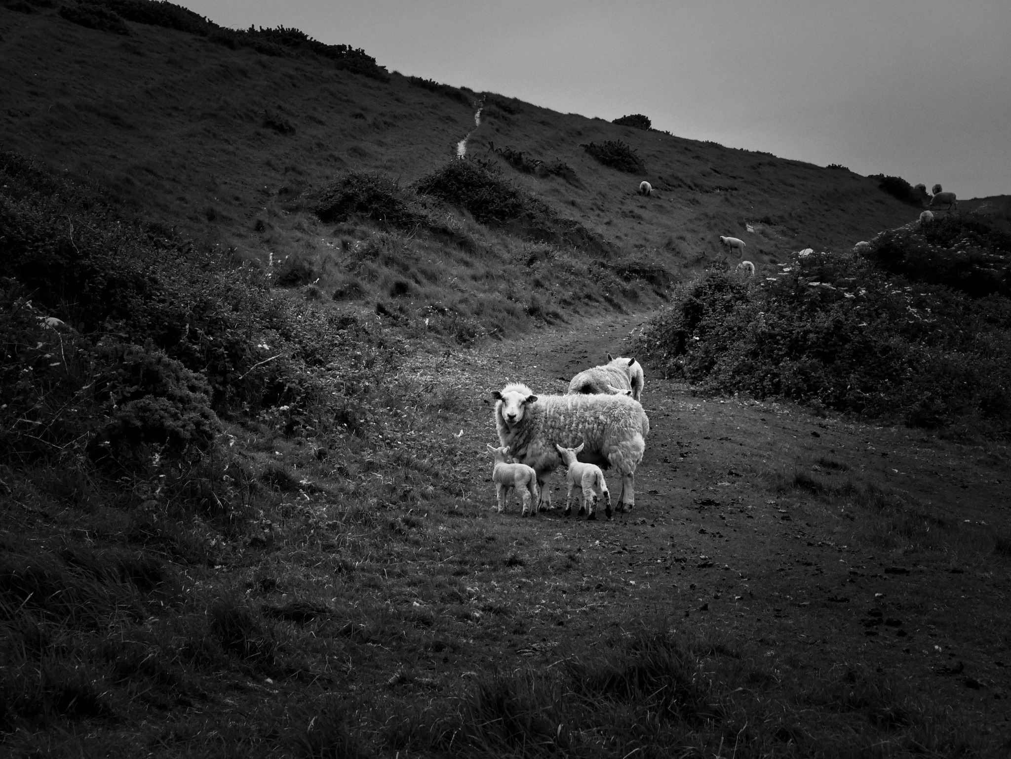 Sheep on the Seven Sisters downland
