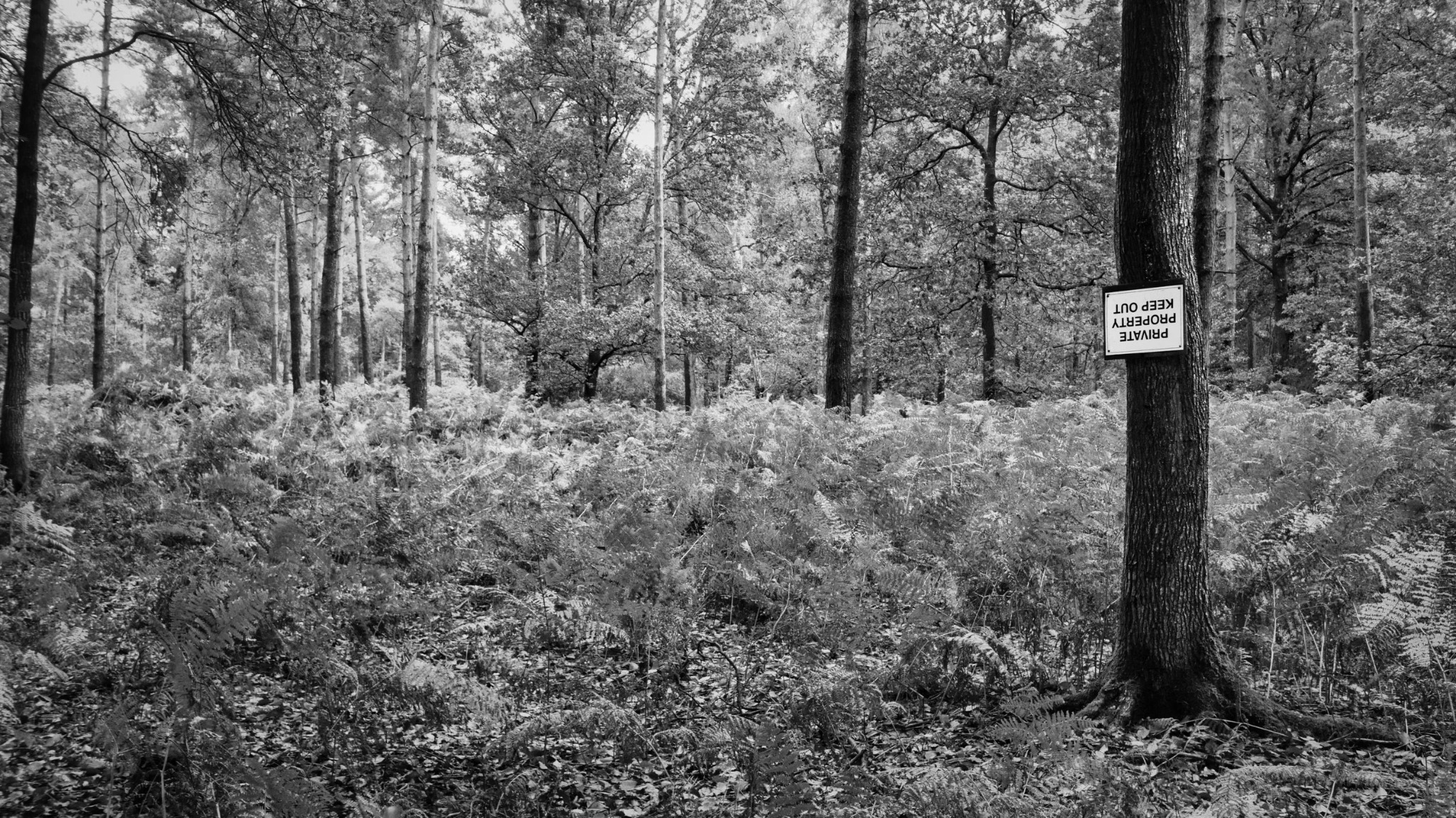 Trees and woodland in Buckinghamshire