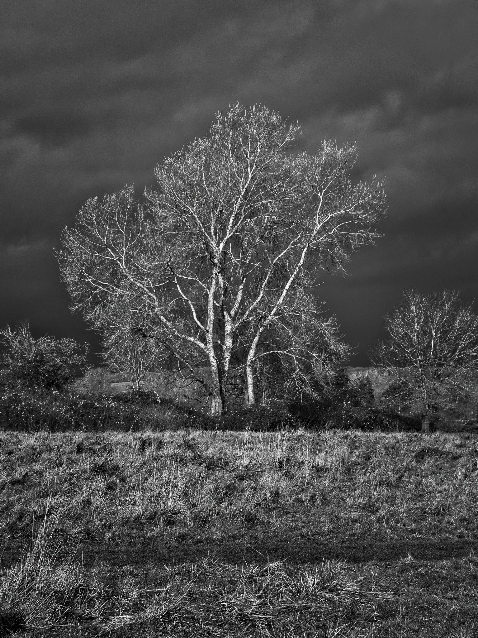 Lone tree beneath a dark sky in rural England