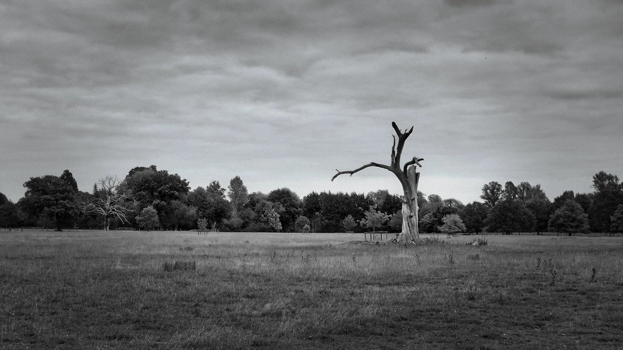 Dead tree standing in open parkland
