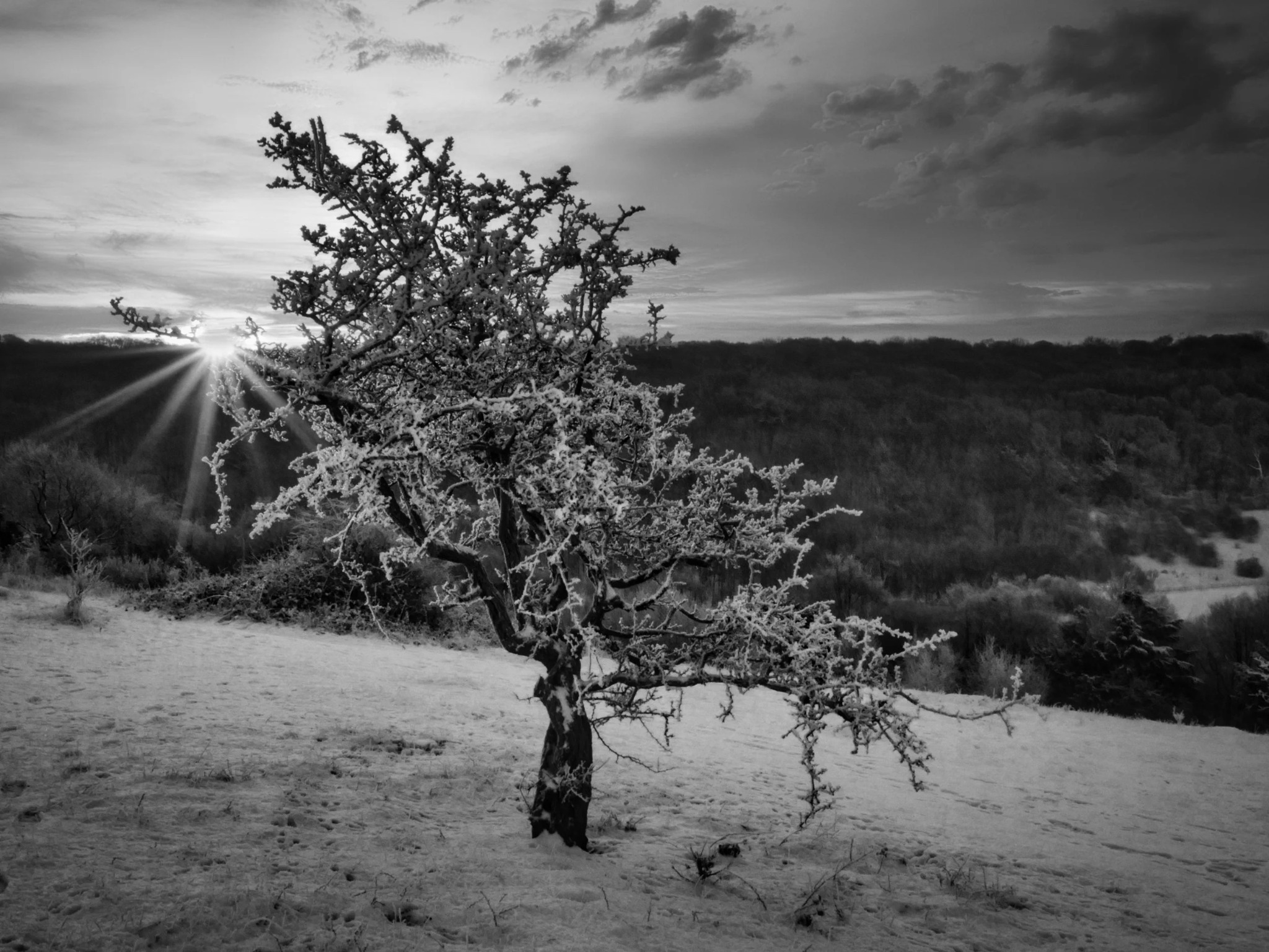 Frost-covered tree at sunrise on Watlington Hill