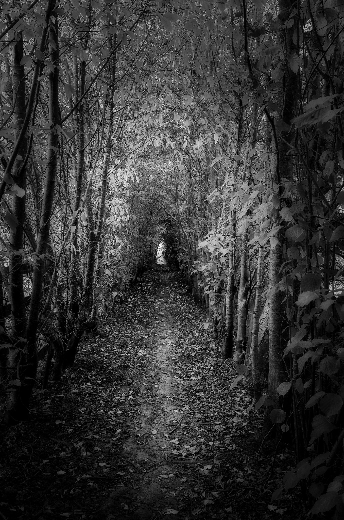 Narrow woodland path through dense trees near Hurley