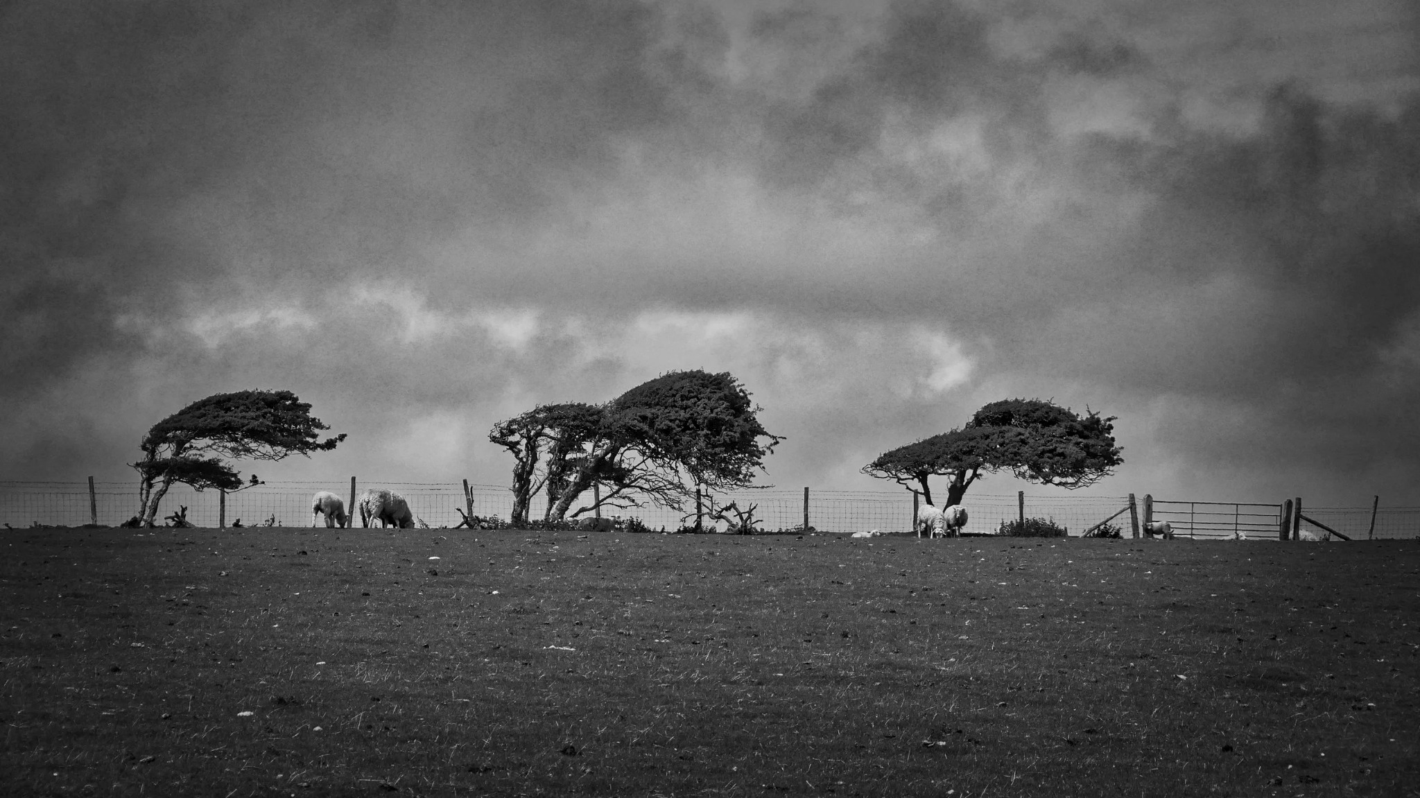 Wind-swept trees and sheep near the Seven Sisters
