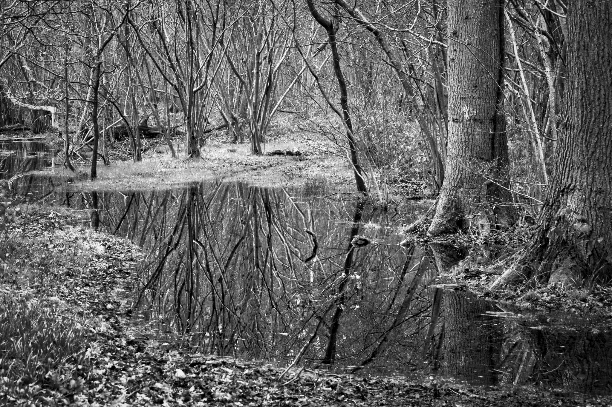 Tree reflections in woodland water at Park Wood