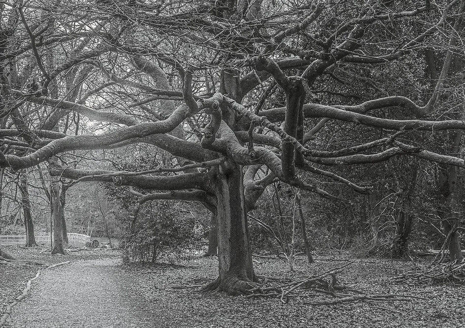 Ancient pollarded beech with spreading branches at Burnham Beeches