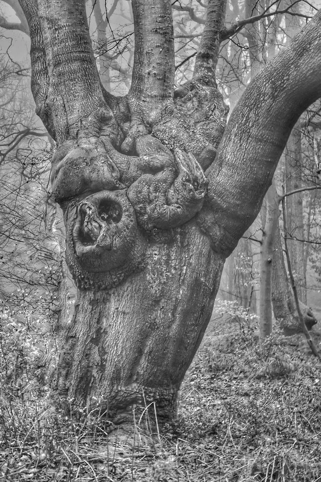 Ancient pollarded beech trunk at Burnham Beeches