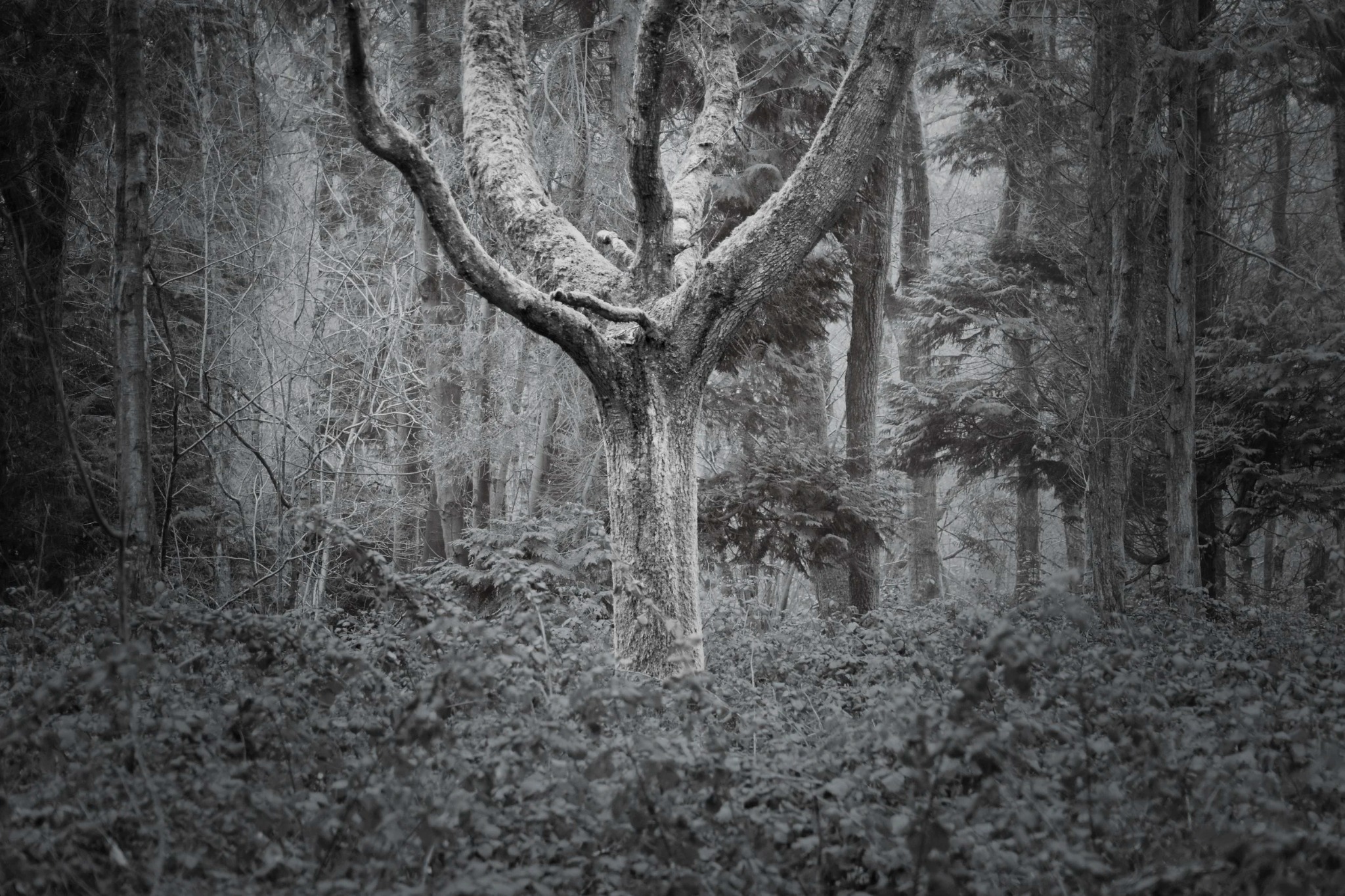 Old woodland tree near Marlow in the Chiltern Hills