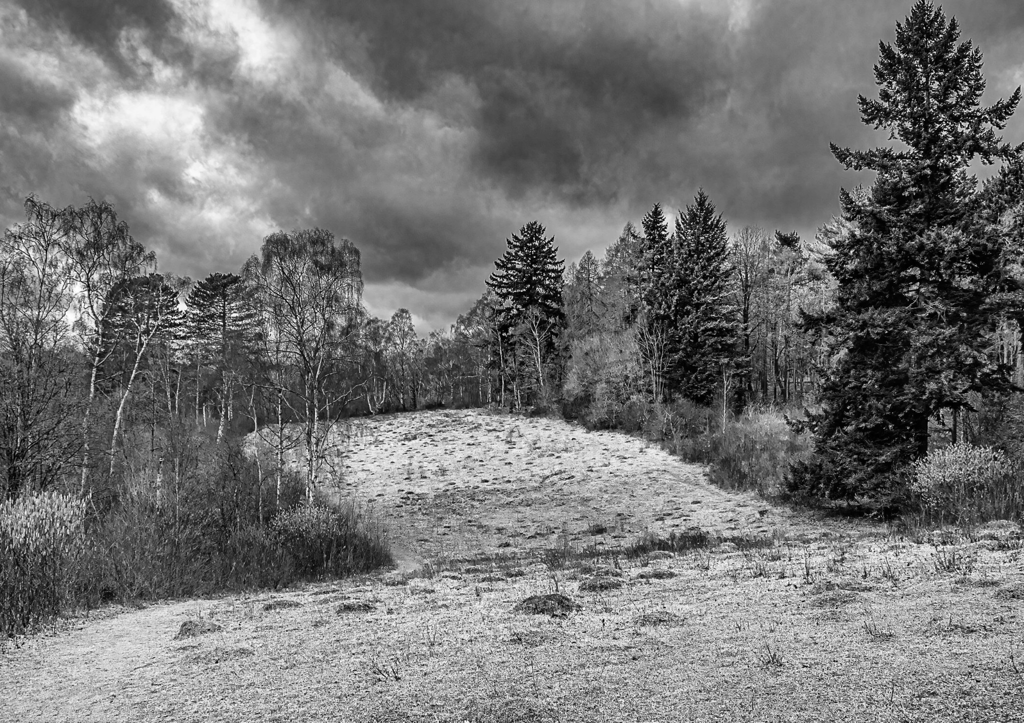 Woodland edge at Warburg Nature Reserve in the Chiltern Hills