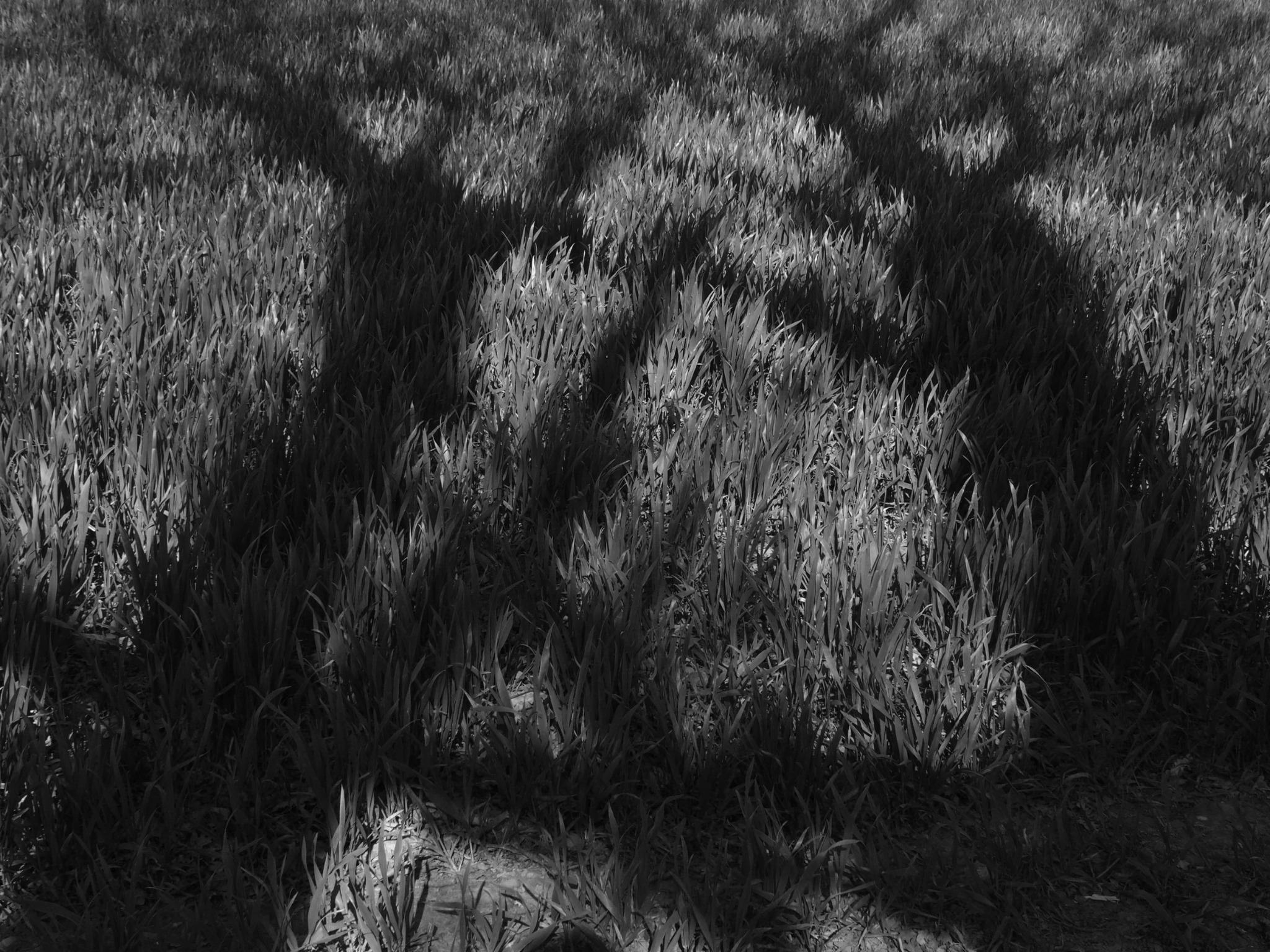 Tree shadows across winter wheat in the Chiltern Hills