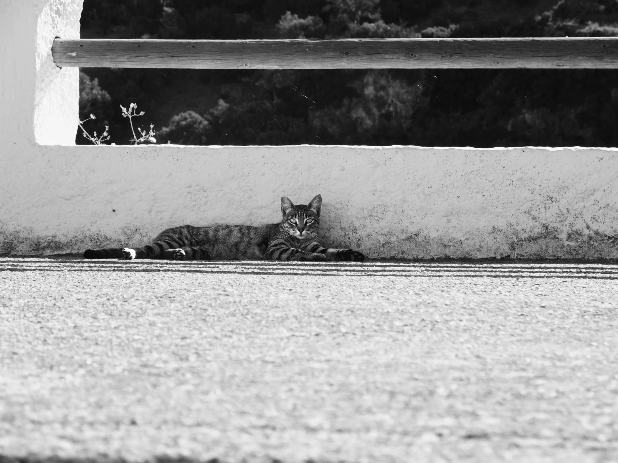 Tabby cat white wall railing andalusia village spain