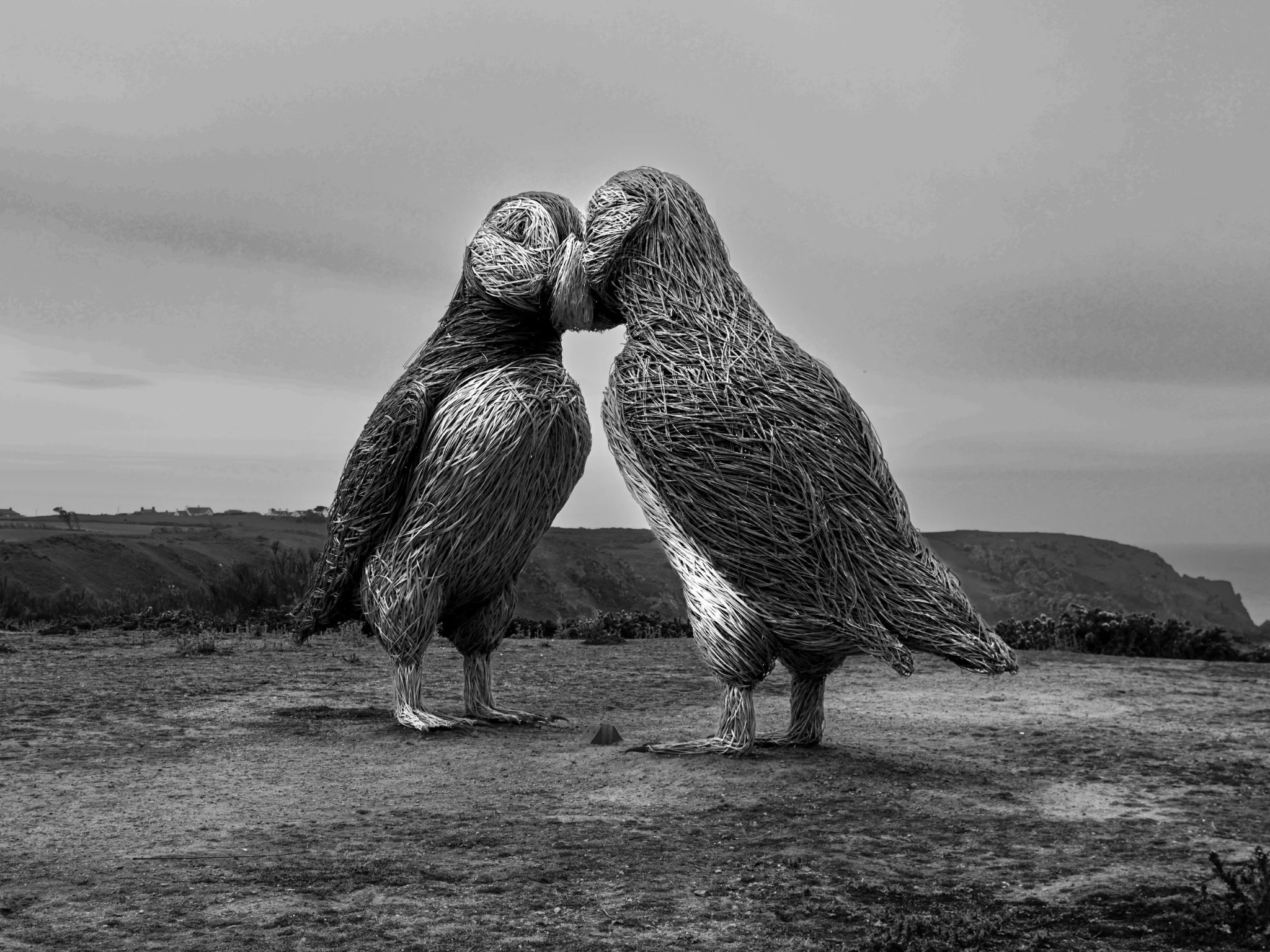 Wicker puffin sculptures in Jersey