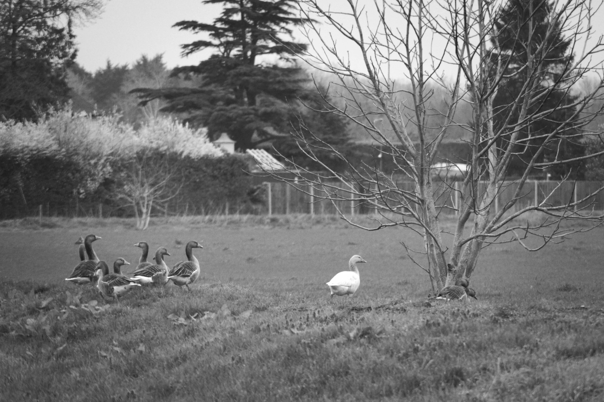 Black and white countryside photograph by Mark Weekes
