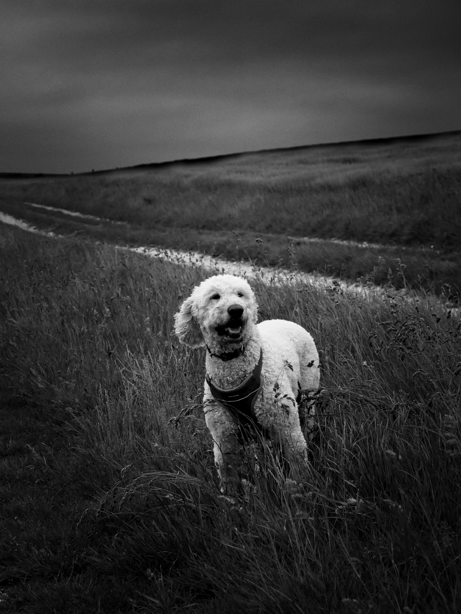 Black and white countryside photograph by Mark Weekes