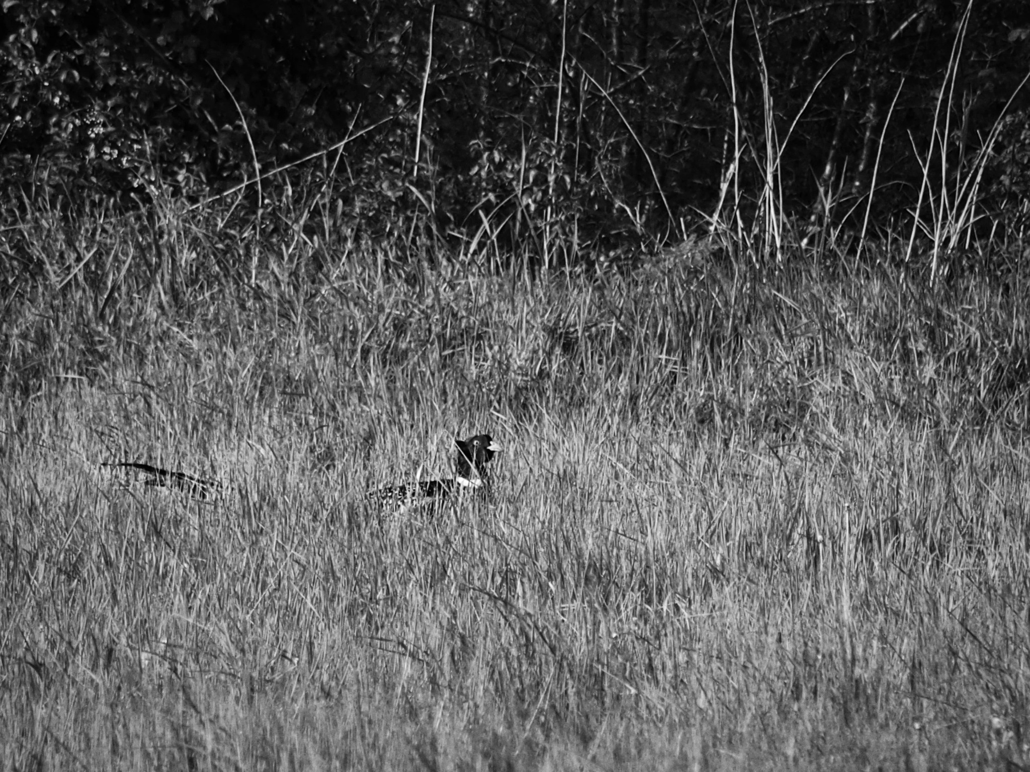 Black and white countryside photograph by Mark Weekes